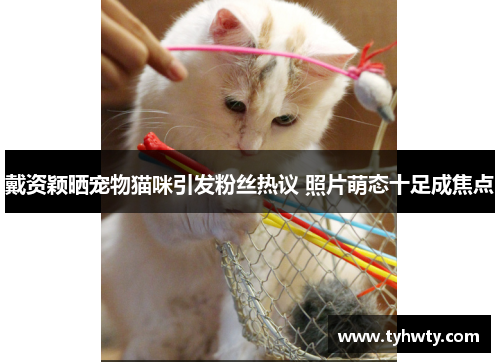 戴资颖晒宠物猫咪引发粉丝热议 照片萌态十足成焦点